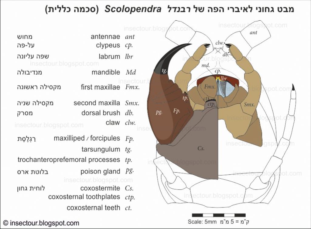 mouth-parts of  Scolopendra (Israel)